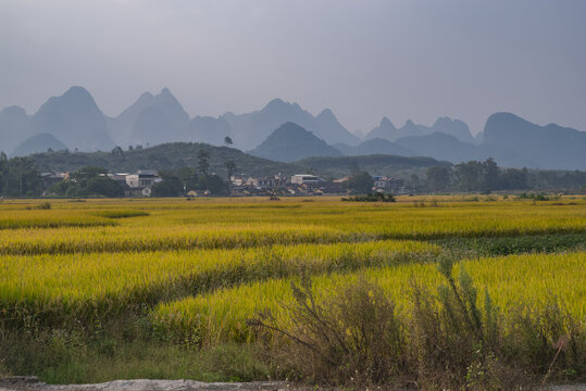 乡村稻田山景