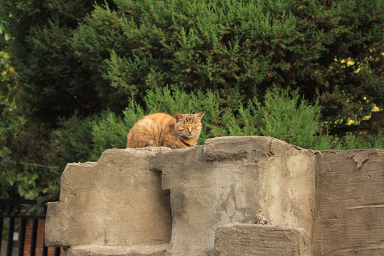 花猫