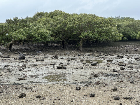 广东湛江特呈岛红树林观光景区