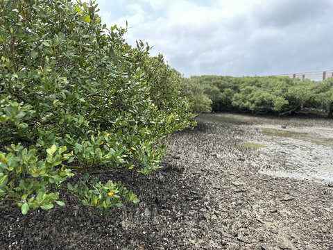 广东湛江特呈岛红树林观光景区