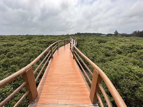 广东湛江特呈岛红树林观光景区