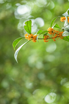 桂花特写