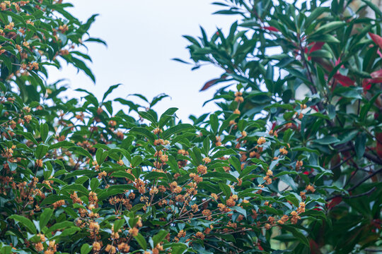 大片桂花