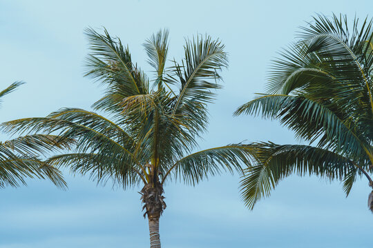 珠海海边椰树