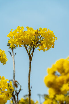 盛开的黄花风铃木