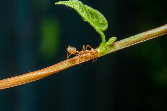 勤劳的黄色小蚂蚁