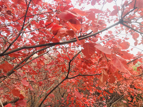 舞彩浅山