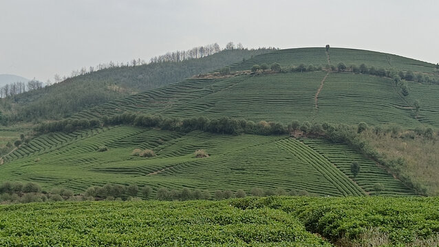 自然风景茶山