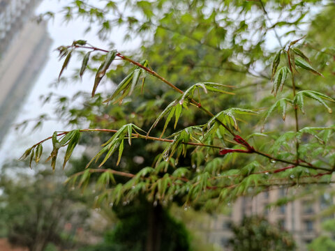 雨中绿叶