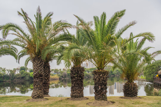 厦门园林博览苑湖边的棕榈树