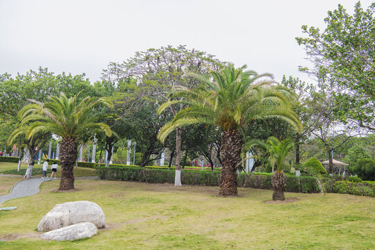 厦门园林博览苑草坪与棕榈树