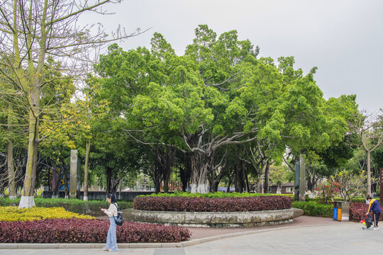 厦门园林博览苑路边的榕树