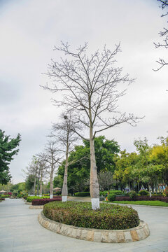 厦门园林博览苑路中的象腿树