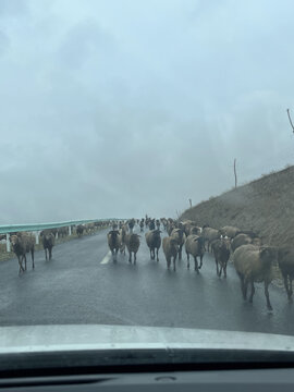路上的羊群