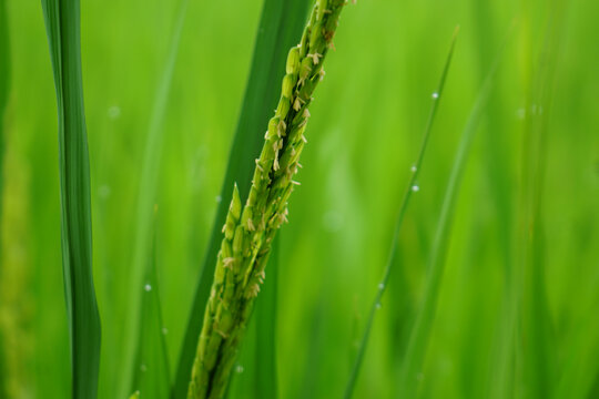 水稻开花