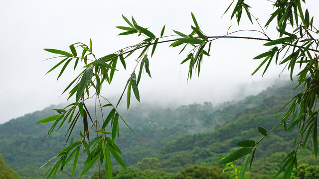 竹枝