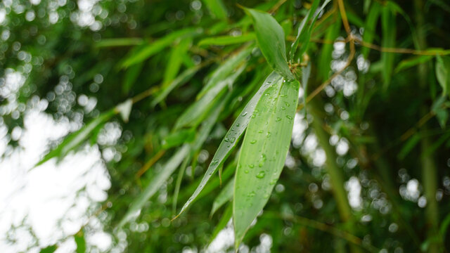 雨中竹叶