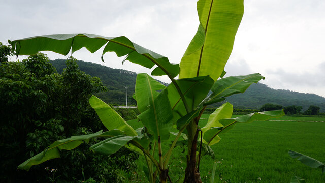 香蕉树