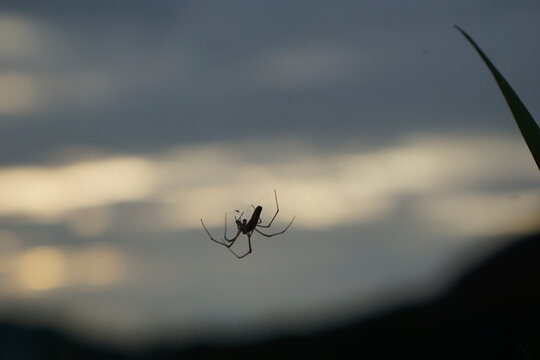 蜘蛛在夕阳下结网