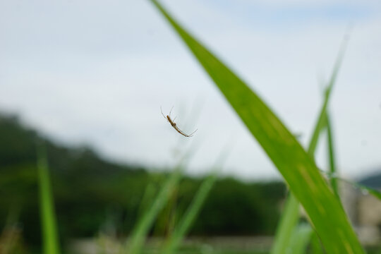 稻田里的蜘蛛
