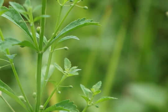 野甘草