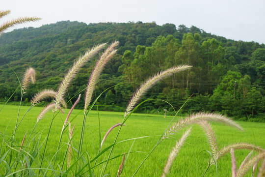 狼尾巴草