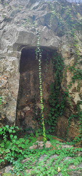 龙门石窟顽强的绿植