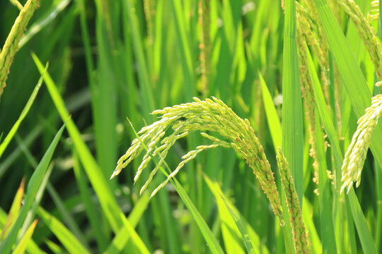 水稻生长