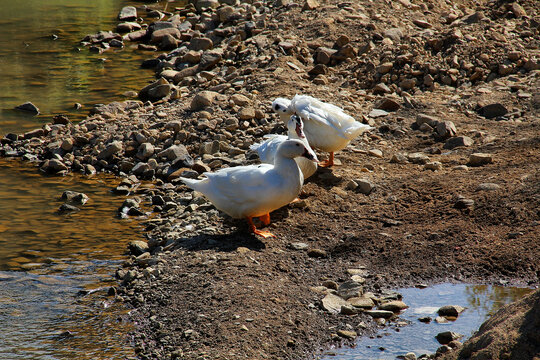 白色鸭子水塘