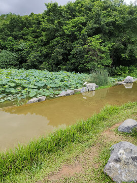 深圳洪湖公园鸟投林