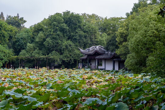 荷塘景色