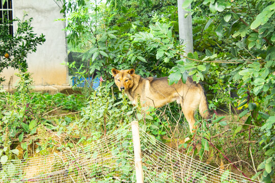 田园犬