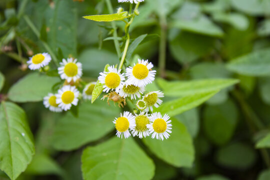 野菊花