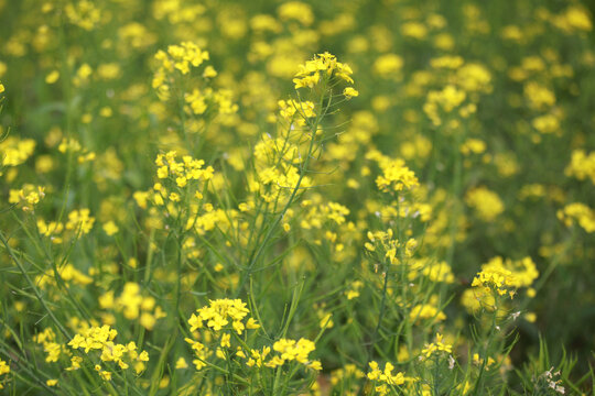 油菜花