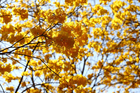 黄花风铃木