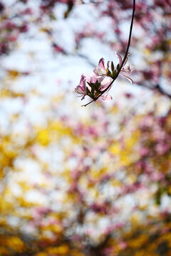 黄花风铃木中的紫荆花