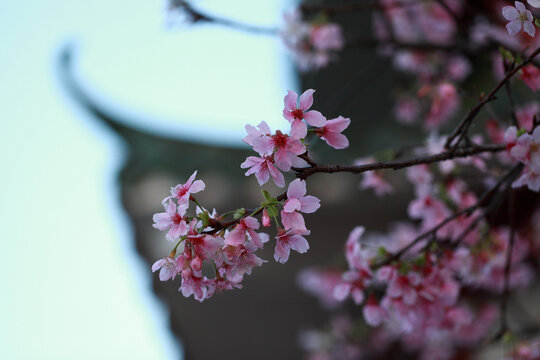 樱花