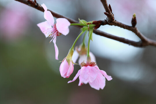 樱花