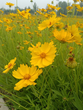 金鸡菊花海