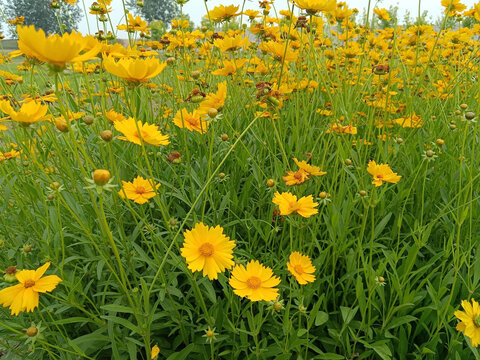 金鸡菊花海