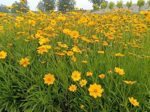 金鸡菊花海