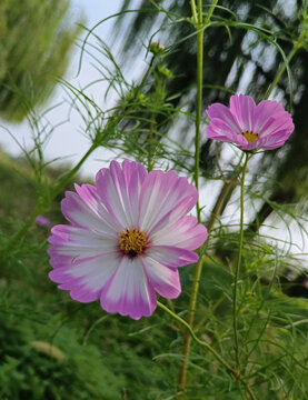 格桑花