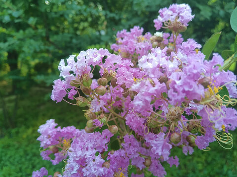 紫薇花紫荆花