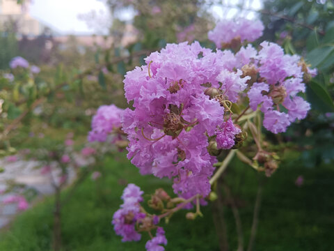 紫薇花紫荆花