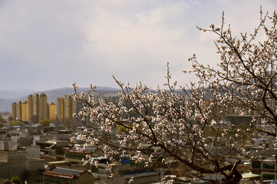 杏花景韵