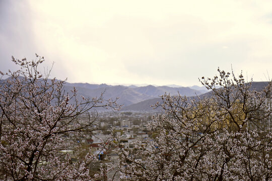 杏花景韵