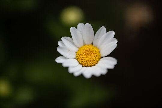 白晶菊