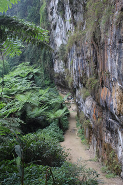 乐山桫椤大峡谷