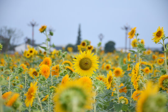 向日葵花田