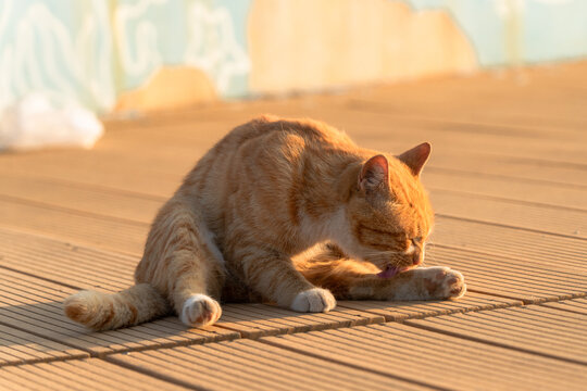 梳洗的猫